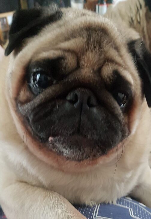 Timmy photo 00